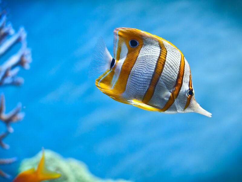 Colorful butterfly fish in blue water