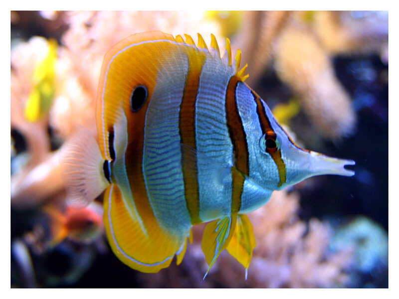 Colorful butterfly fish in coral reef