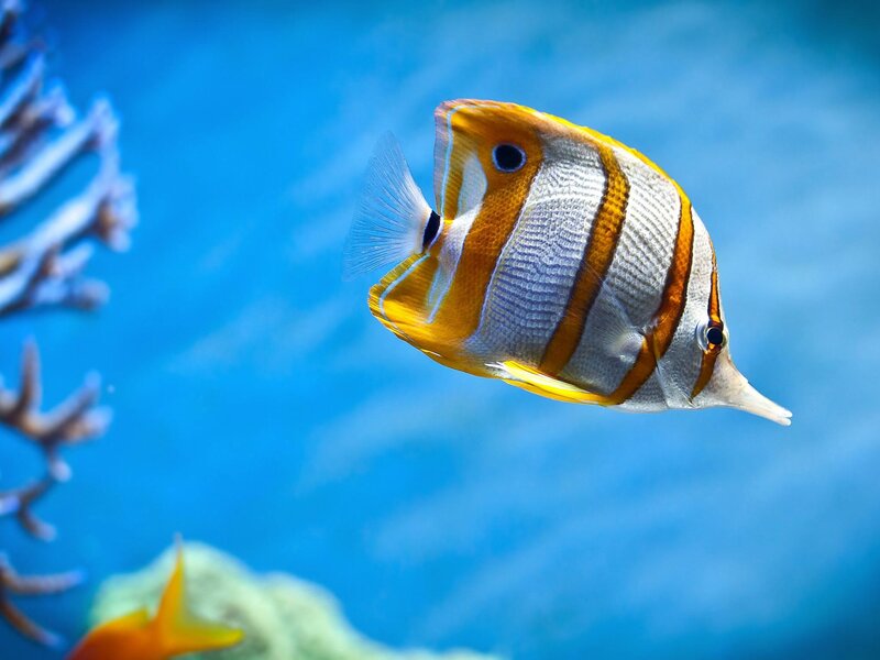 Colorful butterfly fish in coral reef
