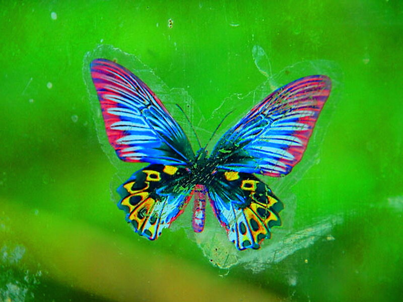 Colorful Butterfly — Green, Vibrant, Photograph