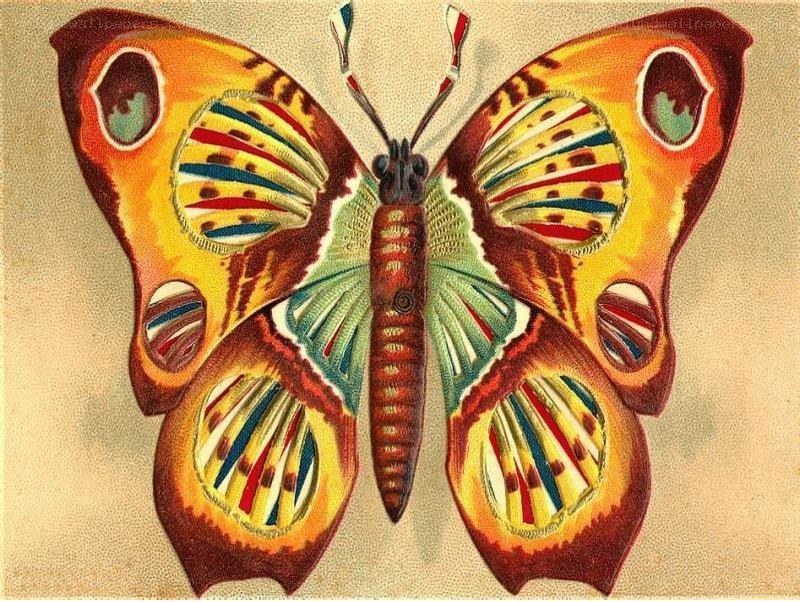 Colorful butterfly illustration