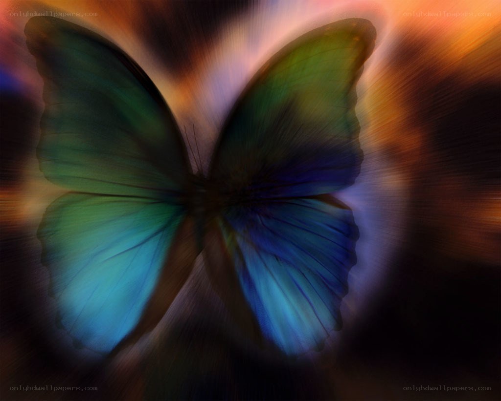 Colorful butterfly in motion