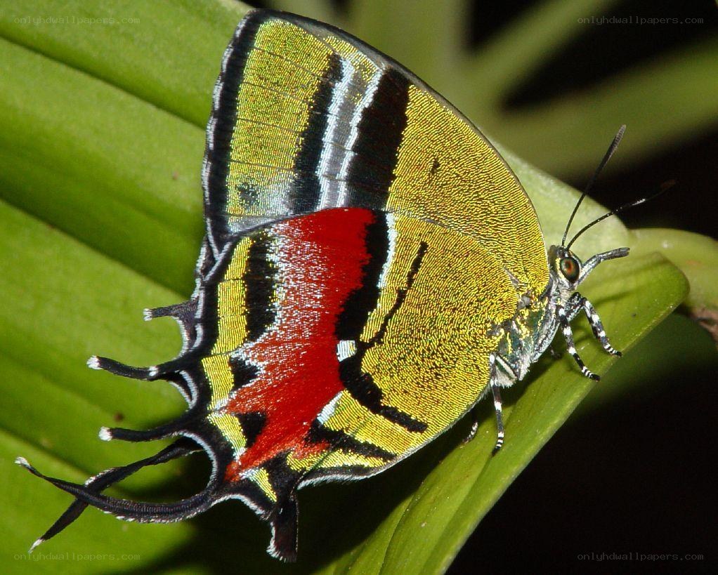 Colorful butterfly on a leaf