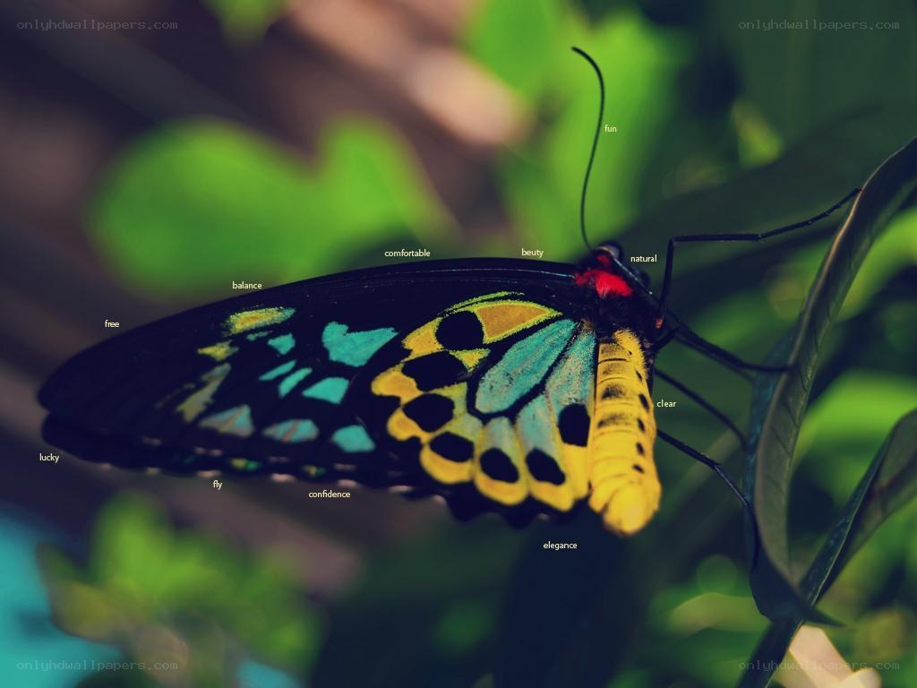 Colorful butterfly on a leaf