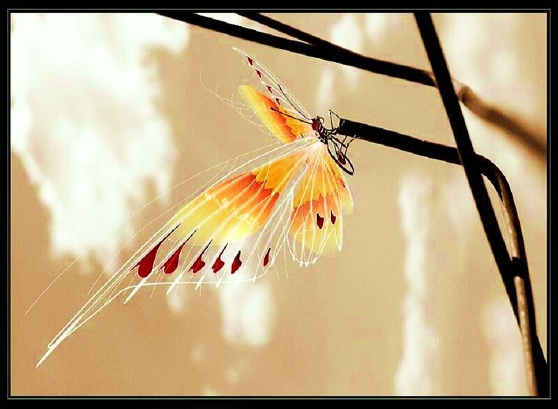 Colorful Butterfly on Branch
