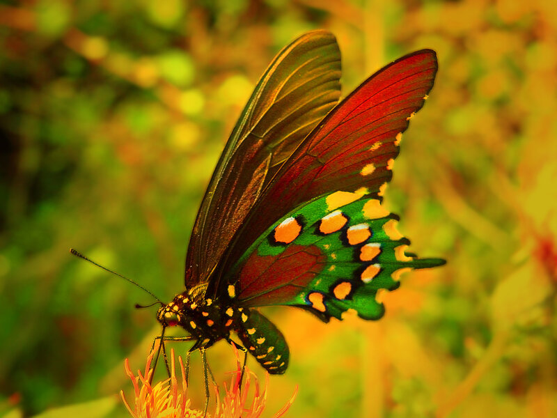 colorful butterfly on flower
