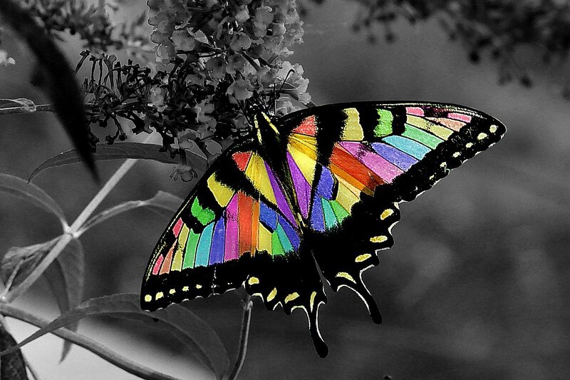 Colorful Butterfly on Flower — Black