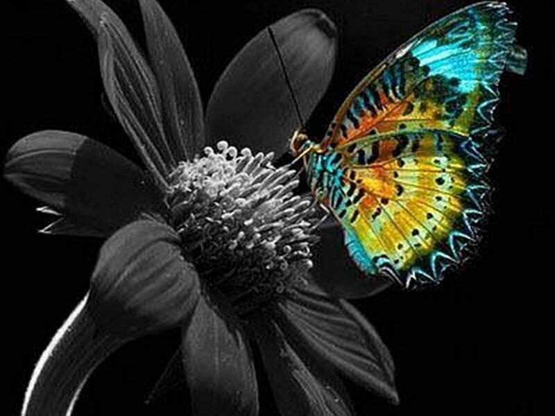 Colorful Butterfly on Flower — Blue, Dramatic