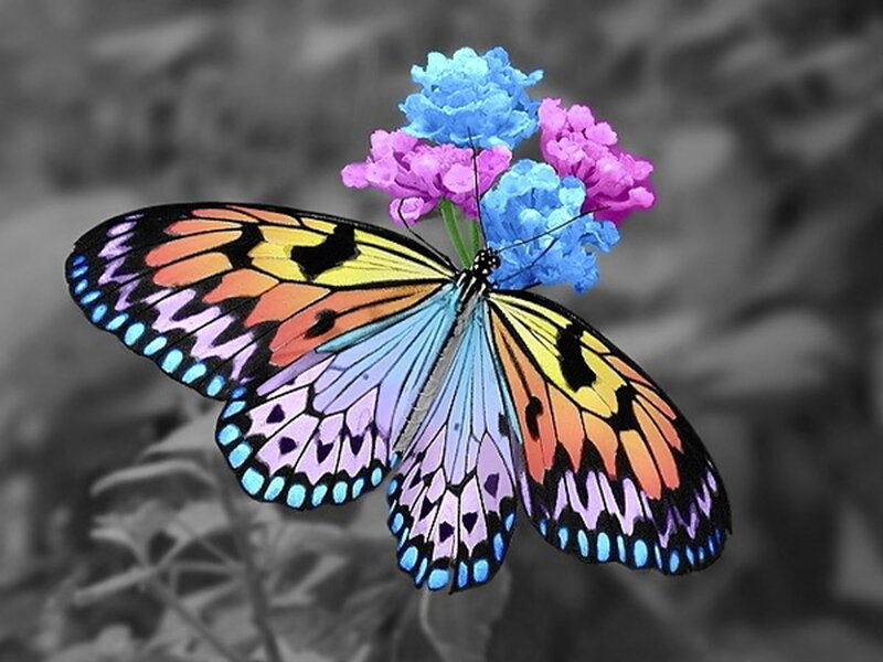 Colorful Butterfly on Flower — Blue