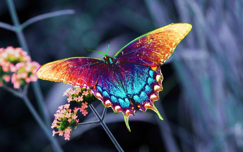 Colorful Butterfly on Flower — Blue, Vibrant