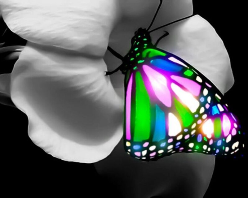 Colorful Butterfly on Flower — Green, Dramatic, Digital Art, Black Background