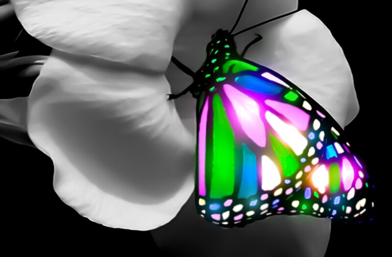 Colorful Butterfly on Flower — Green, Dramatic, Digital Art