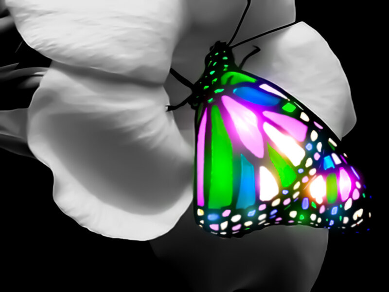 Colorful Butterfly on Flower — Green, Dramatic
