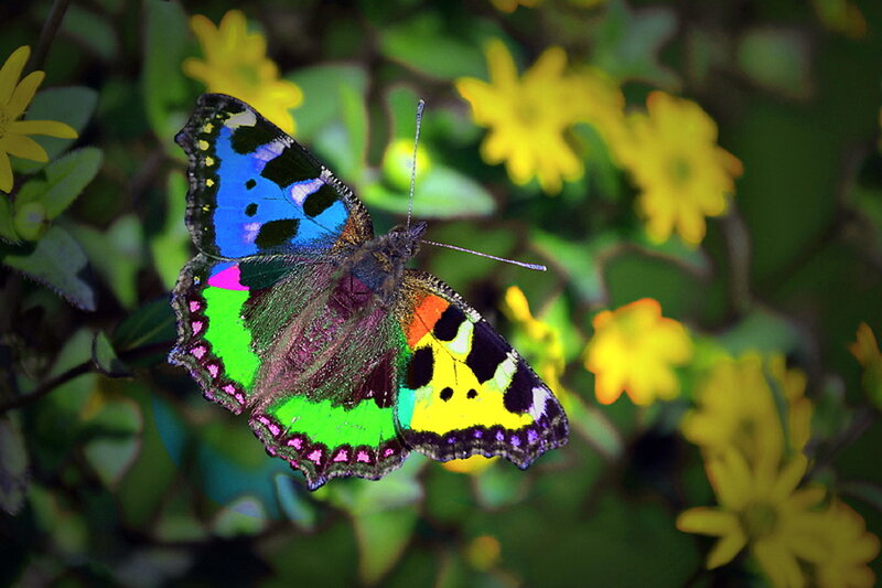 Colorful Butterfly on Flower — Green, Natural
