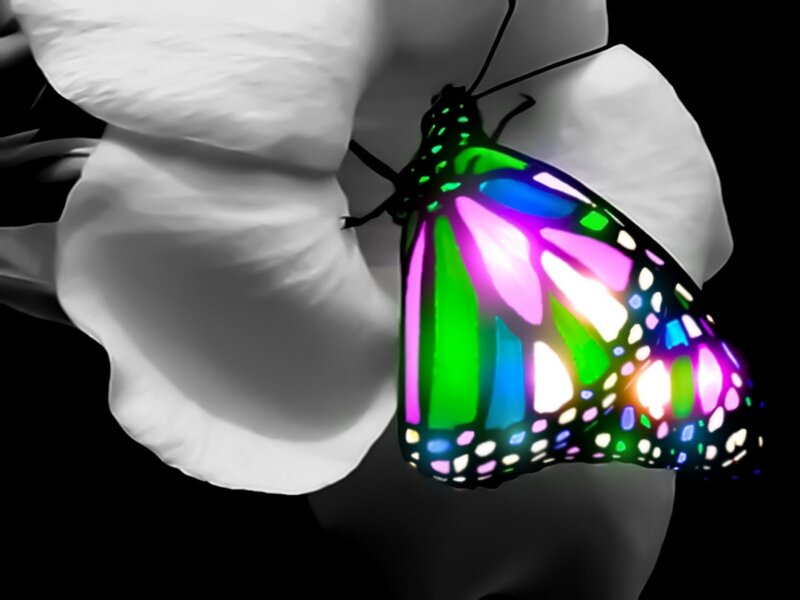 Colorful Butterfly on Flower — Green
