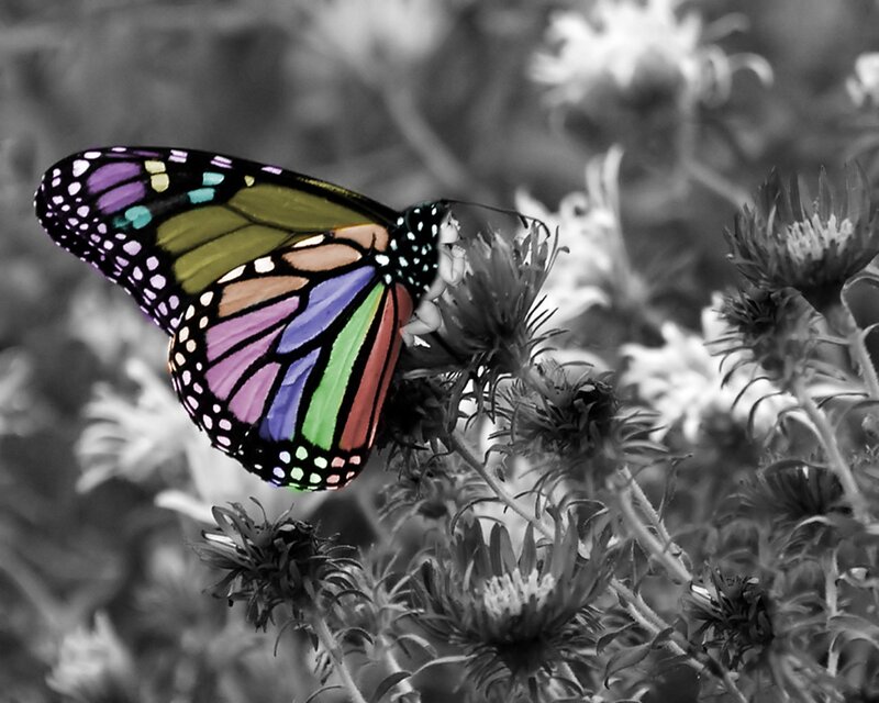 Colorful Butterfly on Flower — Purple, Calm