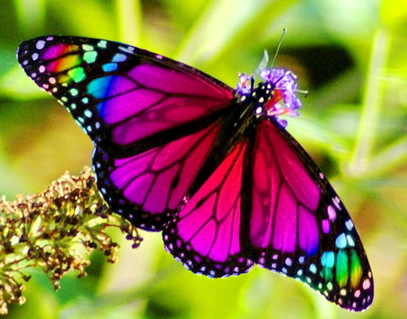 Colorful Butterfly on Flower — Purple