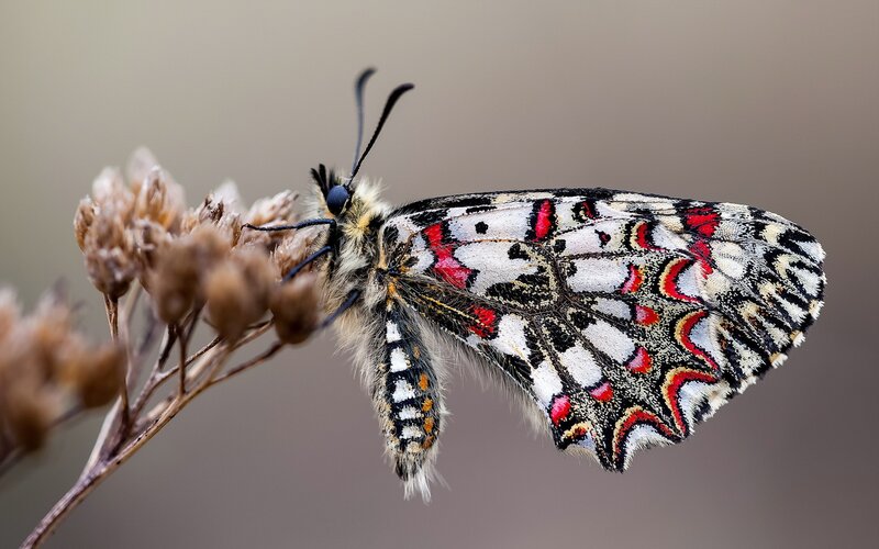 Colorful Butterfly on Flower — White