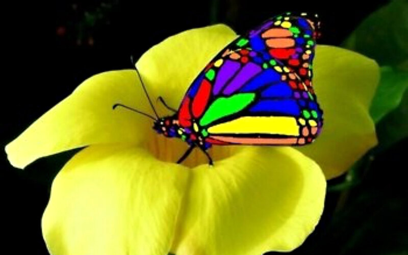 Colorful Butterfly on Flower — Yellow