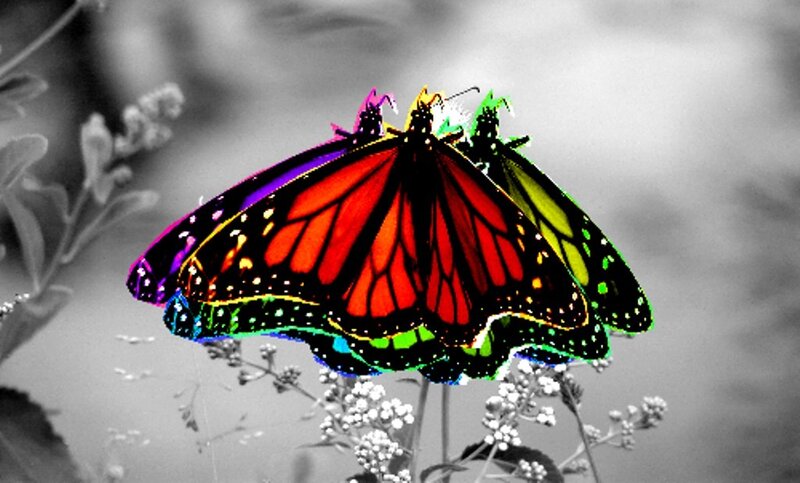 Colorful butterfly on flowers