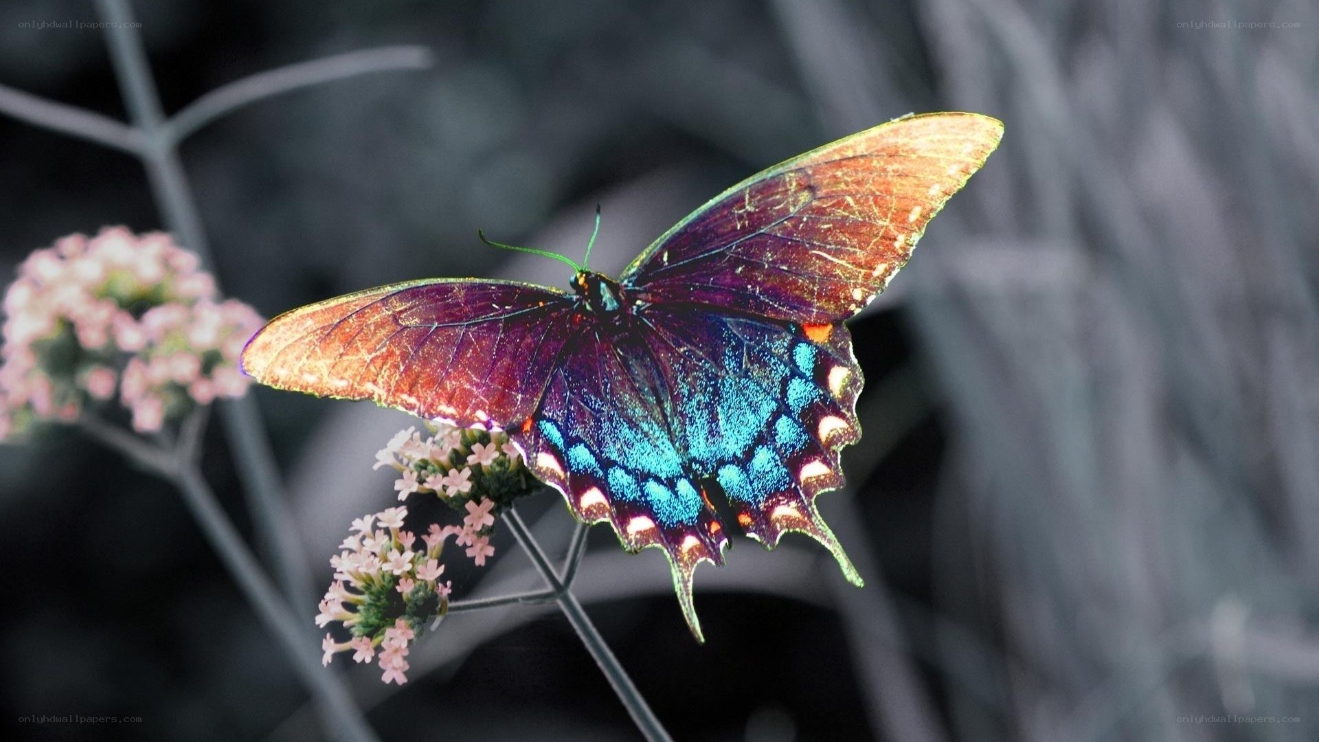 Colorful butterfly on flowers