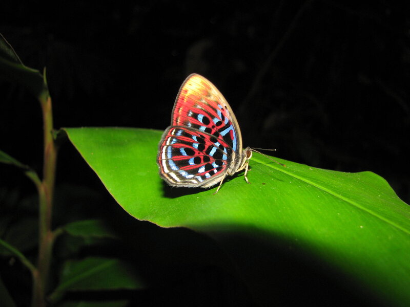 colorful butterfly on green leaf