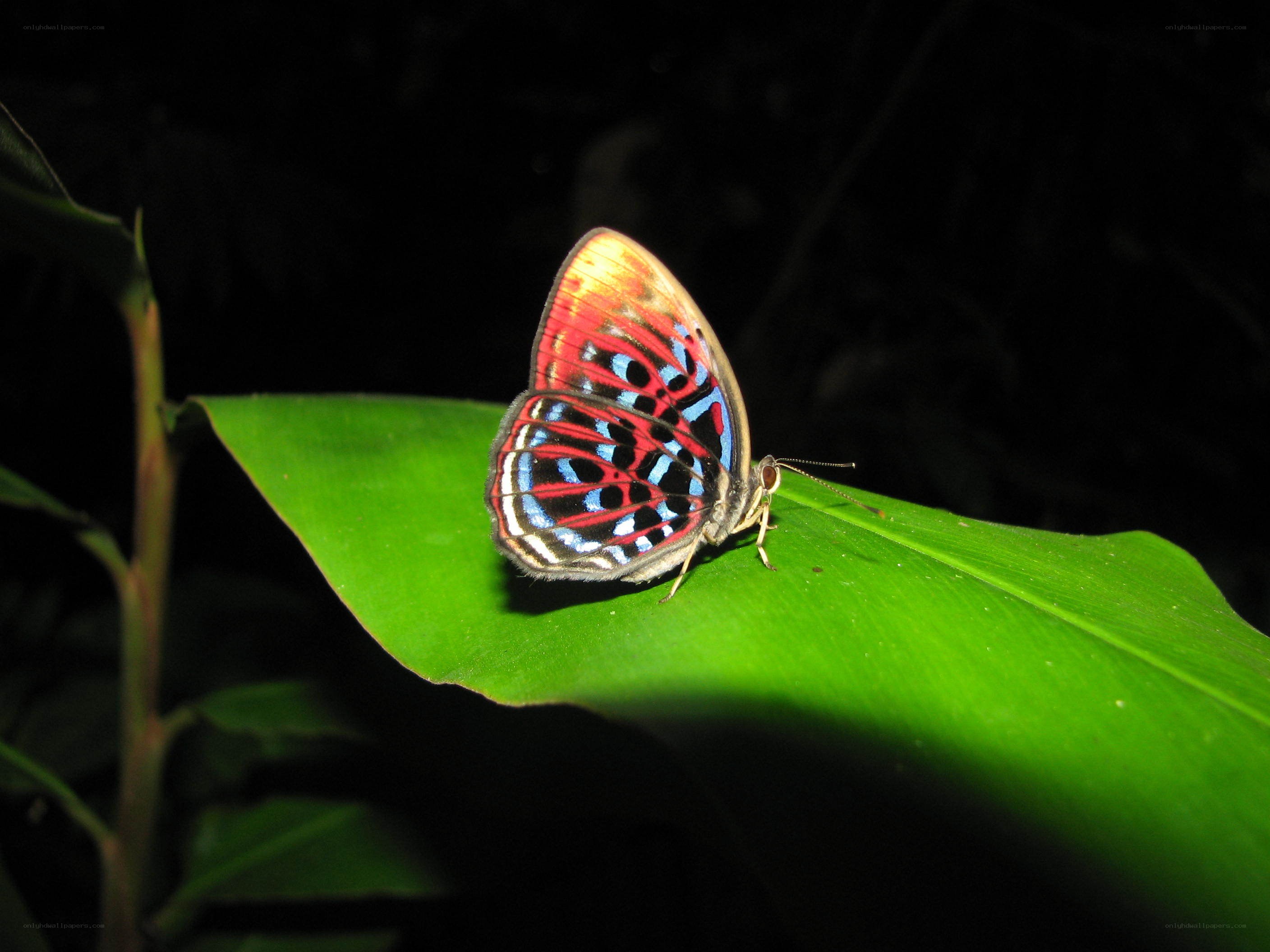 colorful butterfly on green leaf