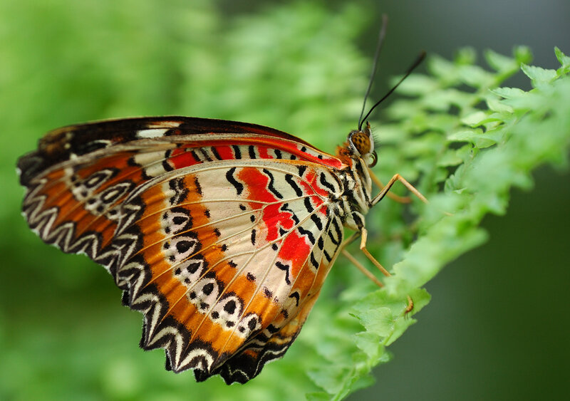 Colorful butterfly on green leaf