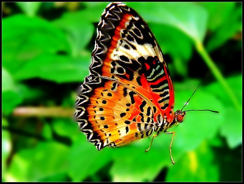 colorful butterfly on green leaves