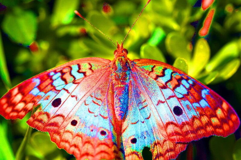 colorful butterfly on green leaves