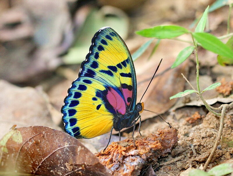 Colorful Butterfly on Ground
