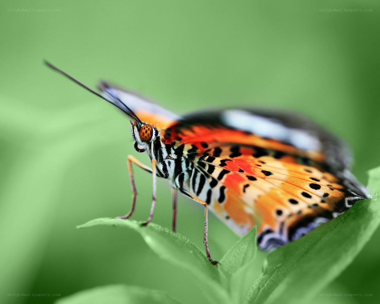 colorful butterfly on leaf