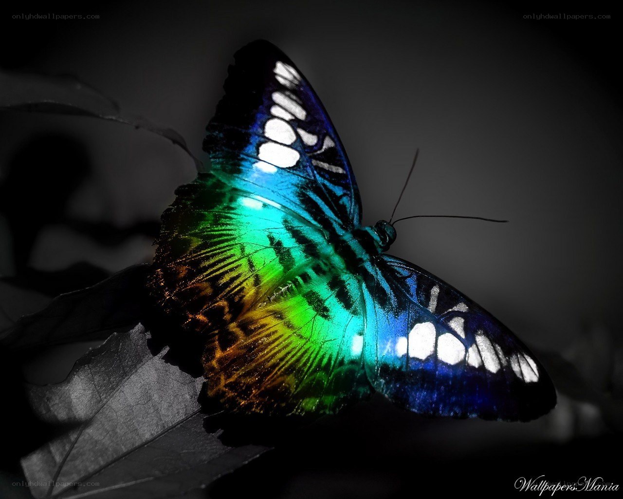colorful butterfly on leaf