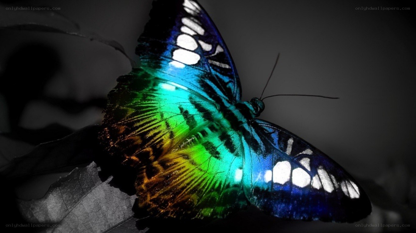 colorful butterfly on leaf