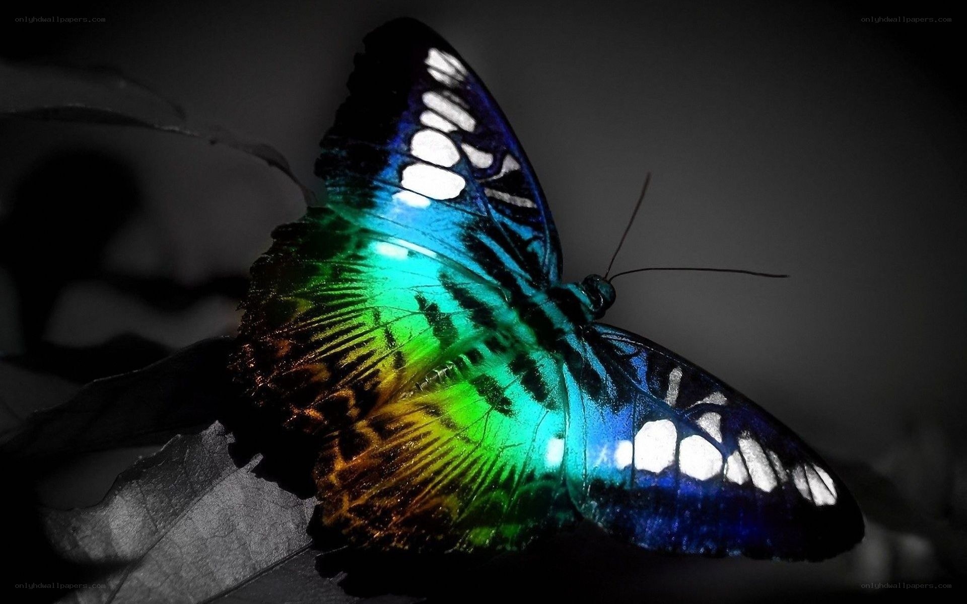 colorful butterfly on leaf