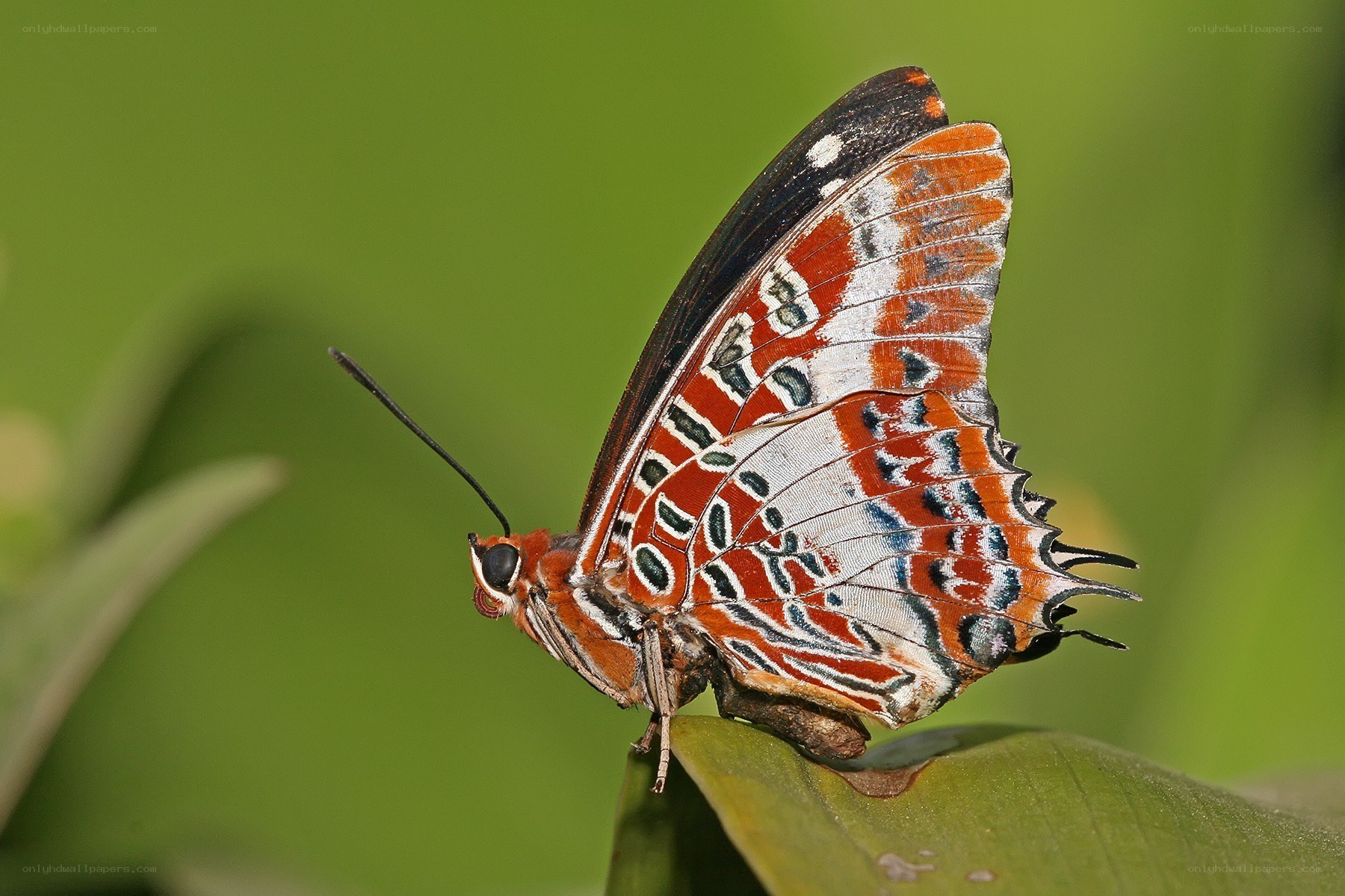 colorful butterfly on leaf