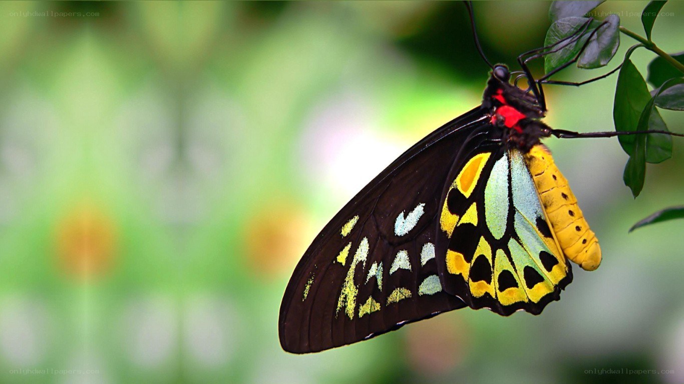colorful butterfly on leaf