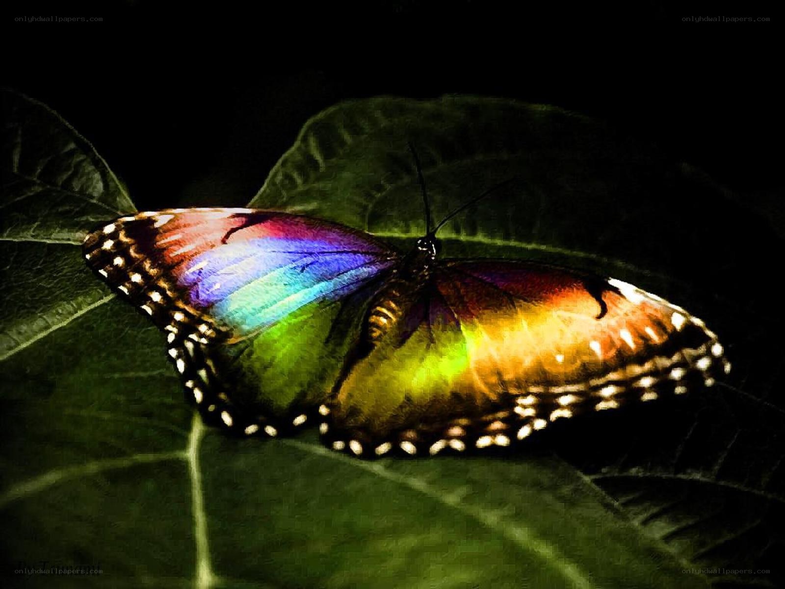 Colorful butterfly on leaf