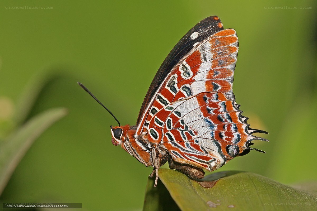 colorful butterfly on leaf