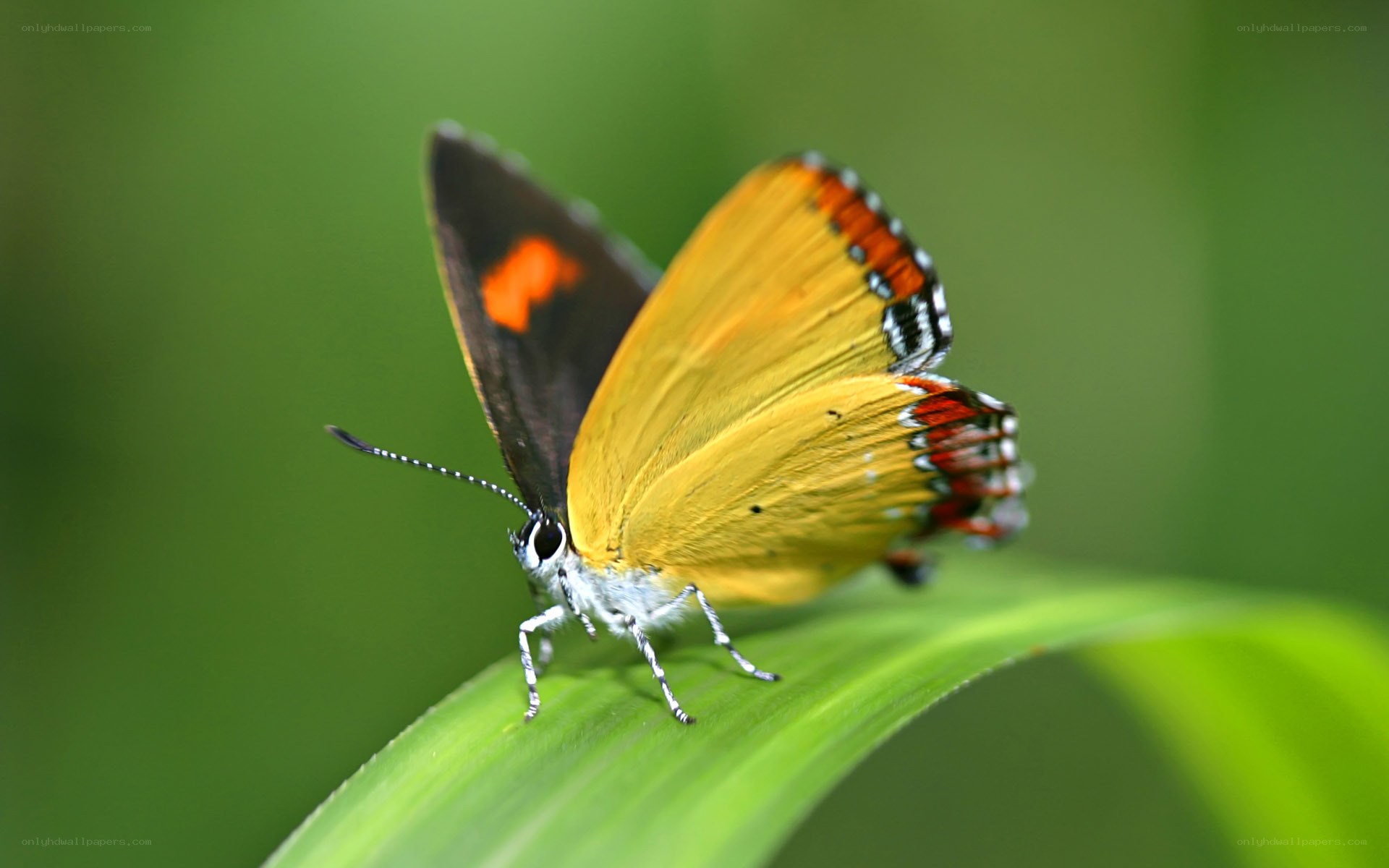 colorful butterfly on leaf
