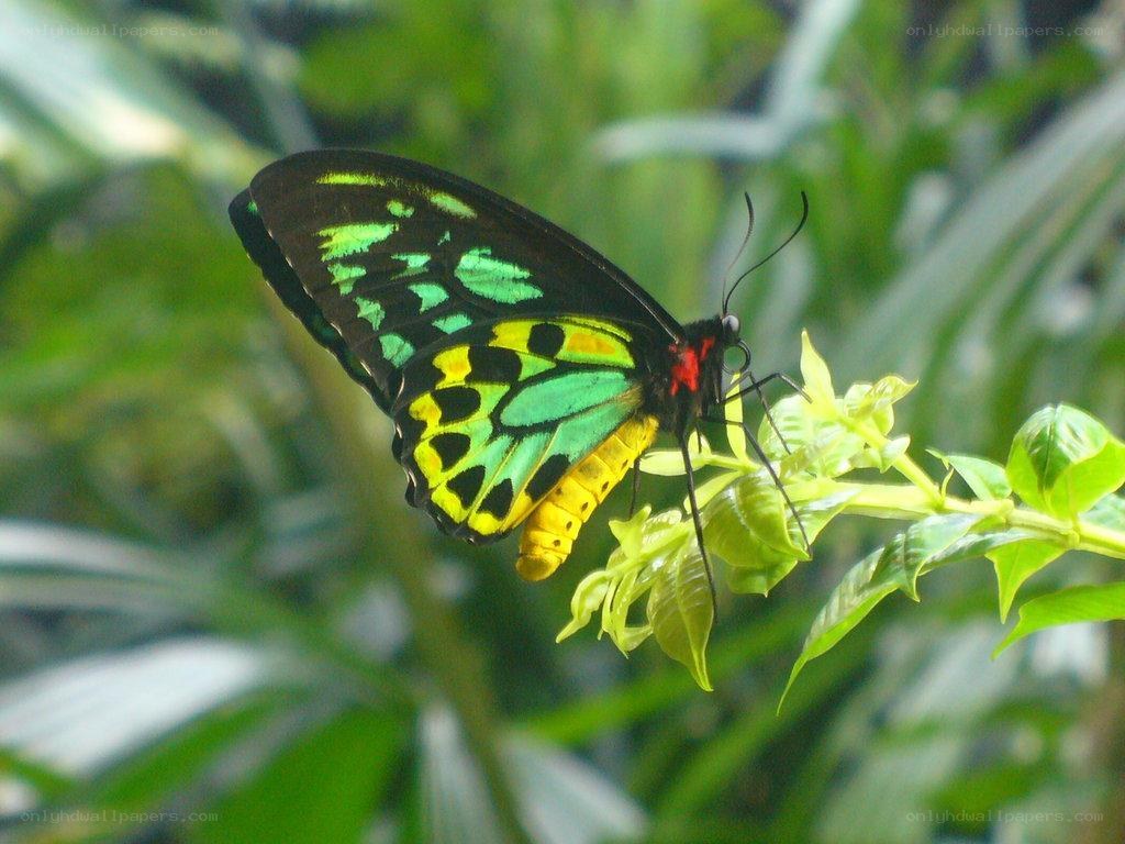 colorful butterfly on leaf