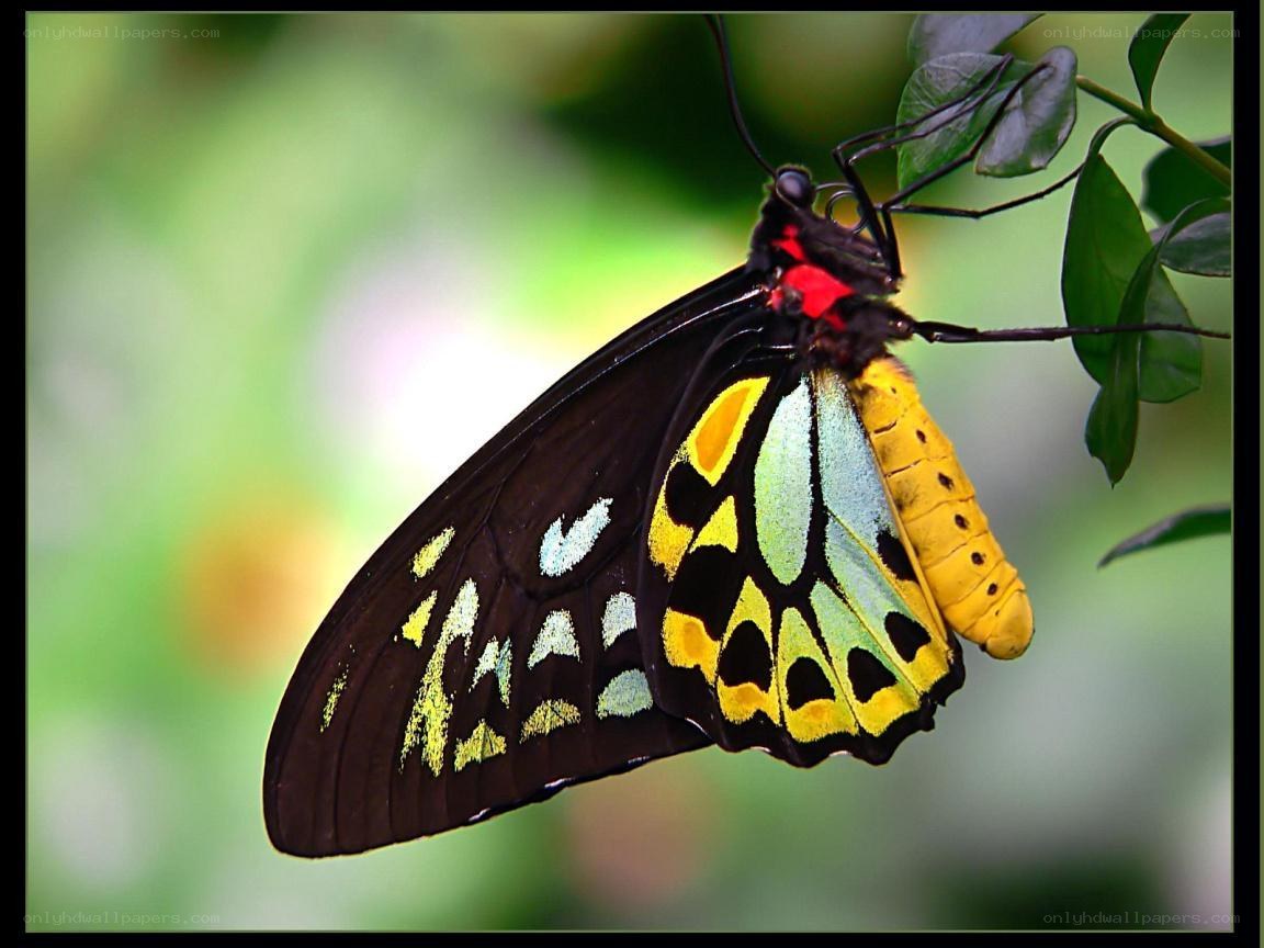 colorful butterfly on leaf