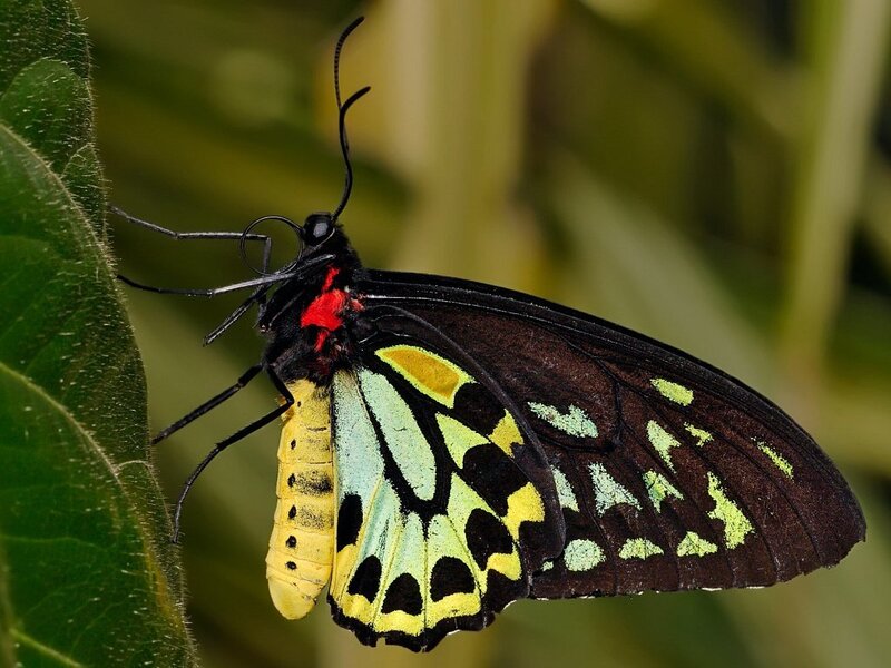 colorful butterfly on leaf