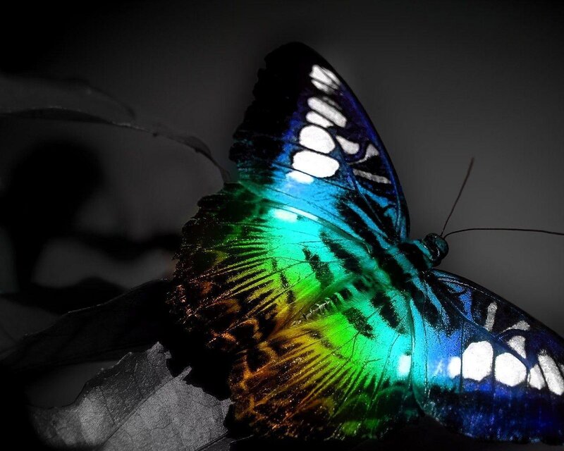Colorful butterfly on leaf