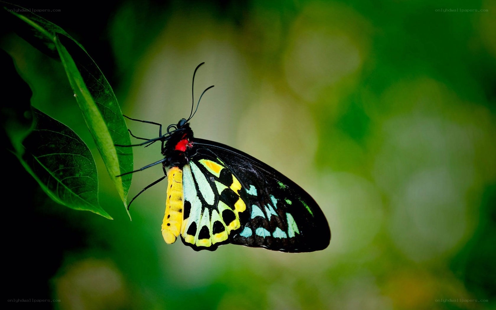 Colorful butterfly on leaf