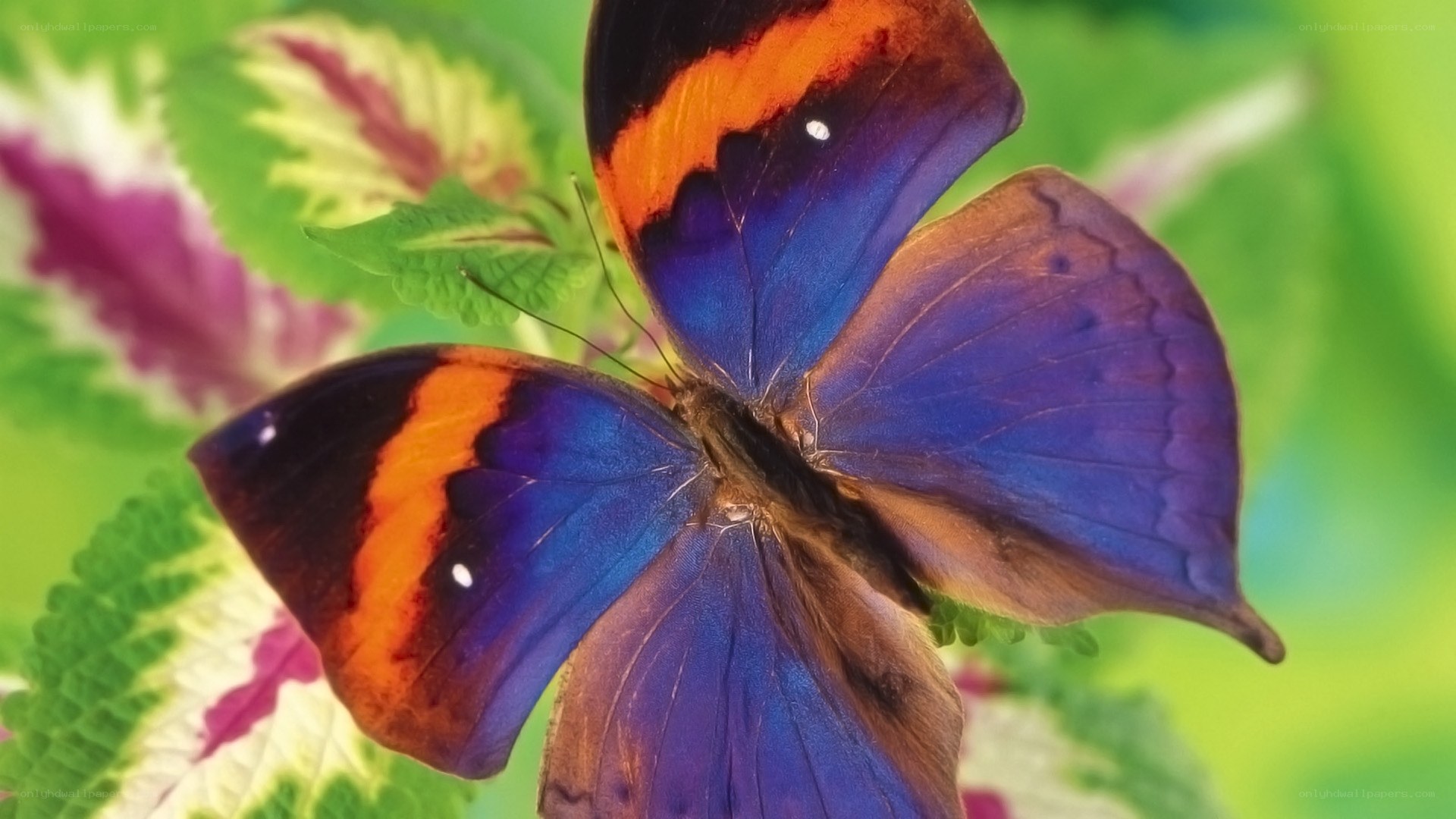 Colorful butterfly on leaf