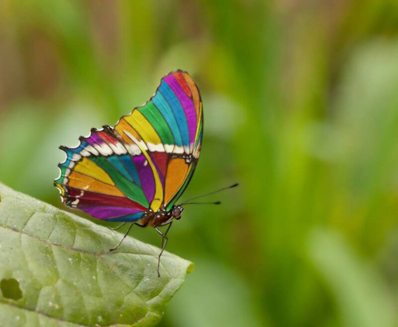 Colorful Butterfly on Leaf — Green, Natural