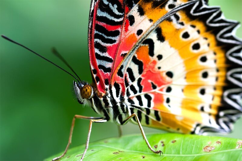 Colorful Butterfly on Leaf — Green