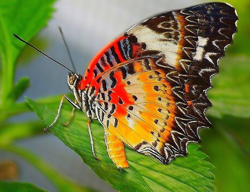 Colorful Butterfly on Leaf — Red