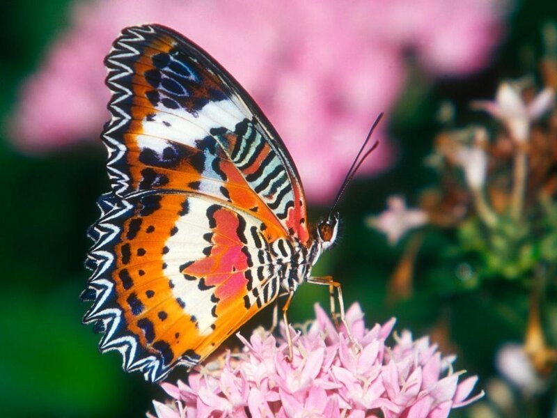 colorful butterfly on pink flower